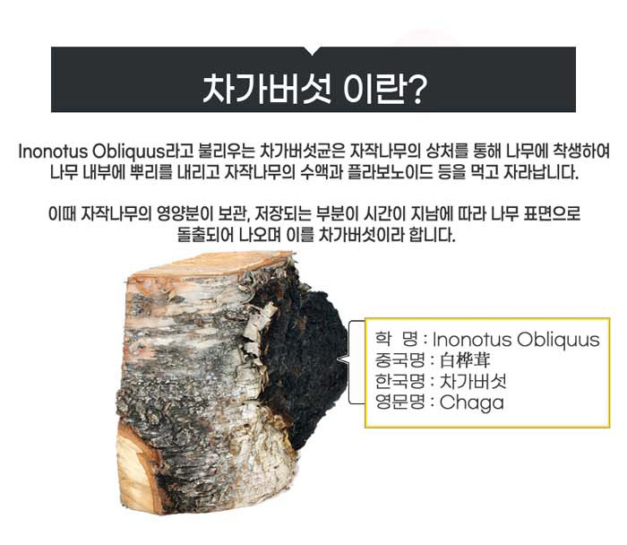 자작나무에 착생해 수액과 영양성분을 흡수하며 성장하는 차가버섯의 특징